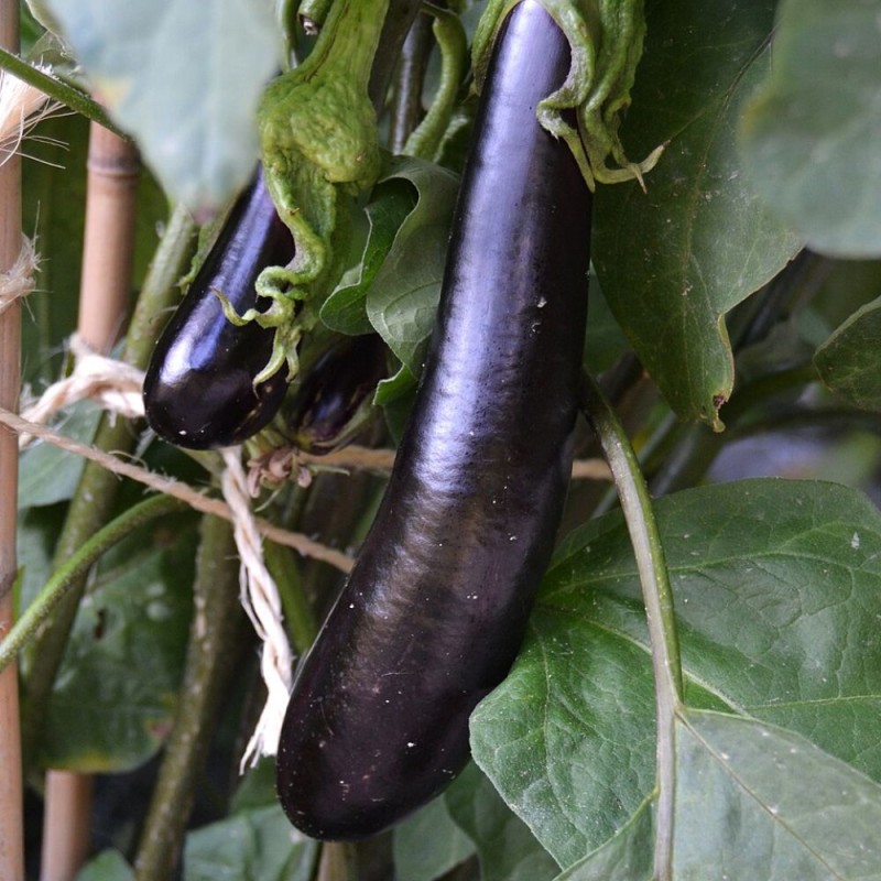 Beringela longa preta - Sementes