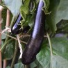 Beringela longa preta - Sementes