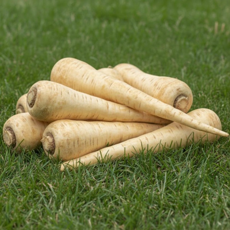 Chirivía - Sementes