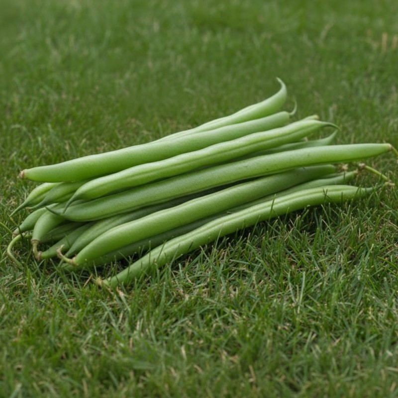 Fava Aguadulce - Sementes