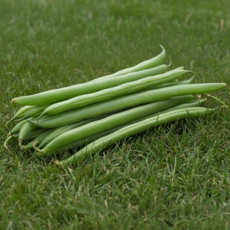 Fava Aguadulce - Sementes
