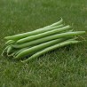 Fava Aguadulce - Sementes