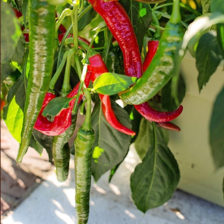 Sementes de Pimento Caiena vermelho longo, picante