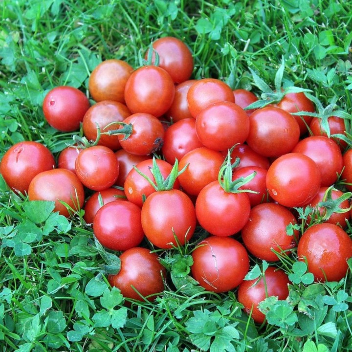 Sementes de Tomate cherry vermelho | Loja de sementes EntreSemillas