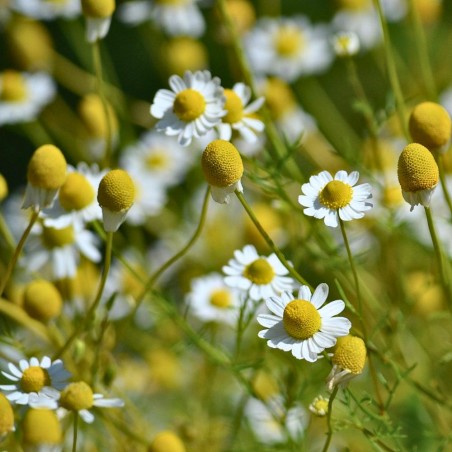 Camomila-doce - Semillas