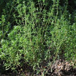 Sementes de Segurela (Satureja hortensis) | Loja online de sementes