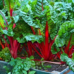 Acelga Vermelha - Sementes