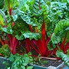 Acelga Vermelha - Sementes