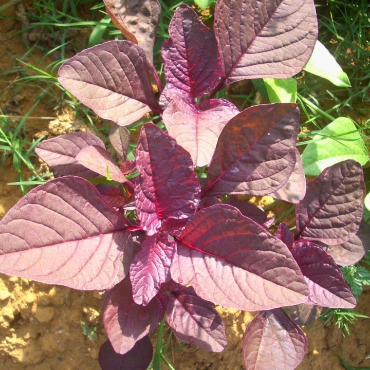 Sementes de amaranto, amaranthus caudatus, sementes de kiwicha
