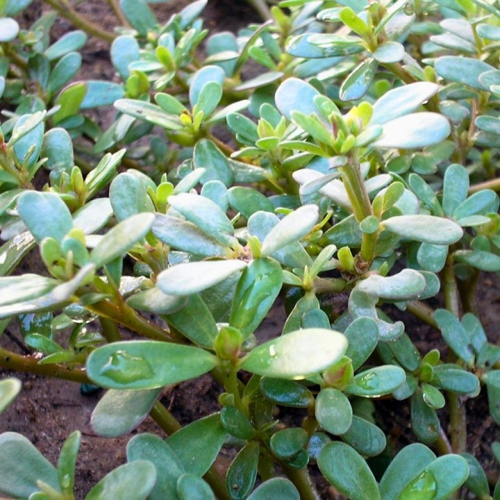 Sementes de Beldroega (Portulaca oleracea) | especialistas em sementes