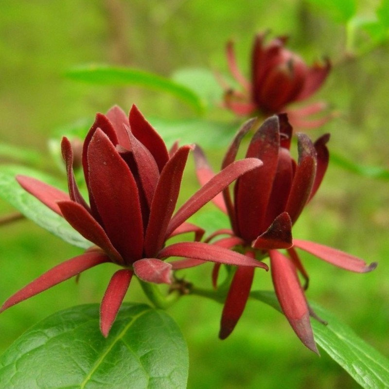 Calycanthus floridus - Sementes