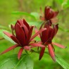 Calycanthus floridus - Sementes
