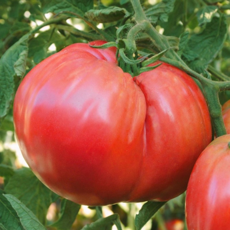 Tomate Ciccio - Sementes