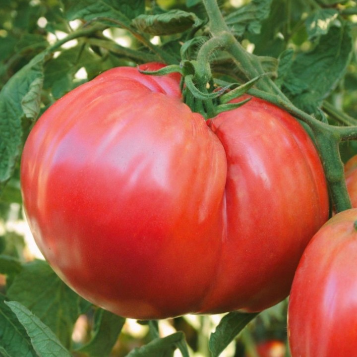 Tomate Ciccio - Sementes