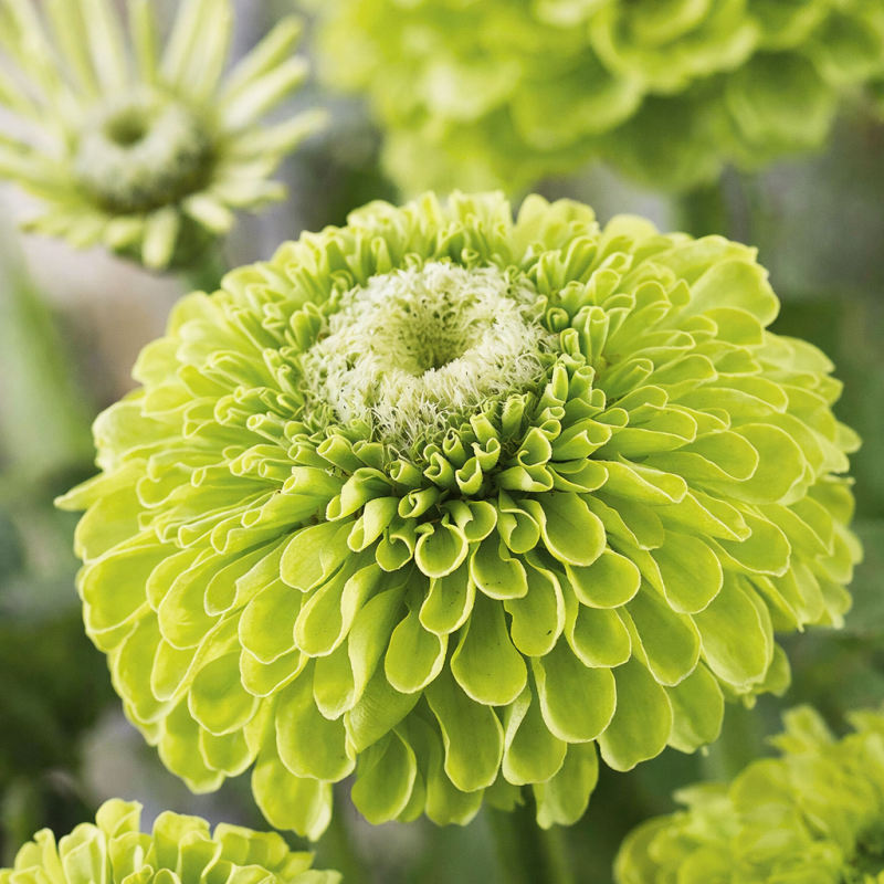 Zínia Envy - Sementes