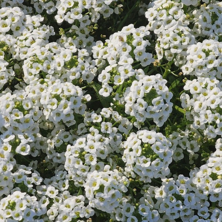 Sementes de Escalretes (Lobularia maritima)