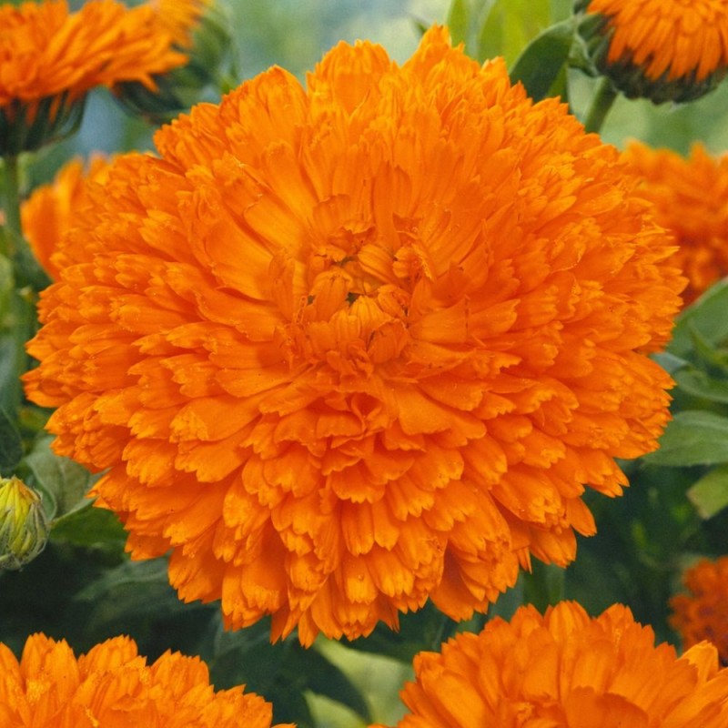 Calêndula laranja cigana - Sementes