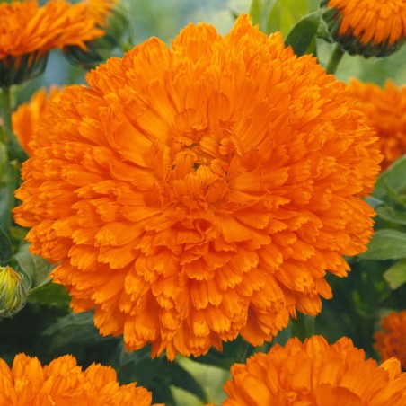 Calêndula laranja cigana - Sementes