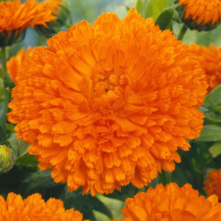 Calêndula laranja cigana - Sementes