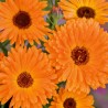 Calêndula tons artísticos - Sementes