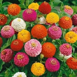 Zinnia elegans 'Mix' sementes