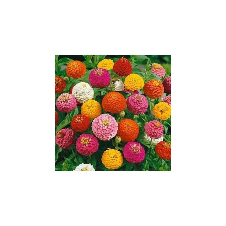 Zinnia elegans 'Mix' sementes