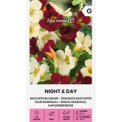 Chagas anã Night & Day - Sementes