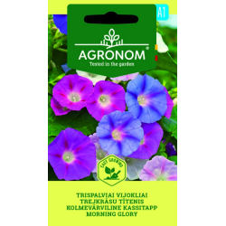 Ipomeia (Glória-da-manhã) - Sementes