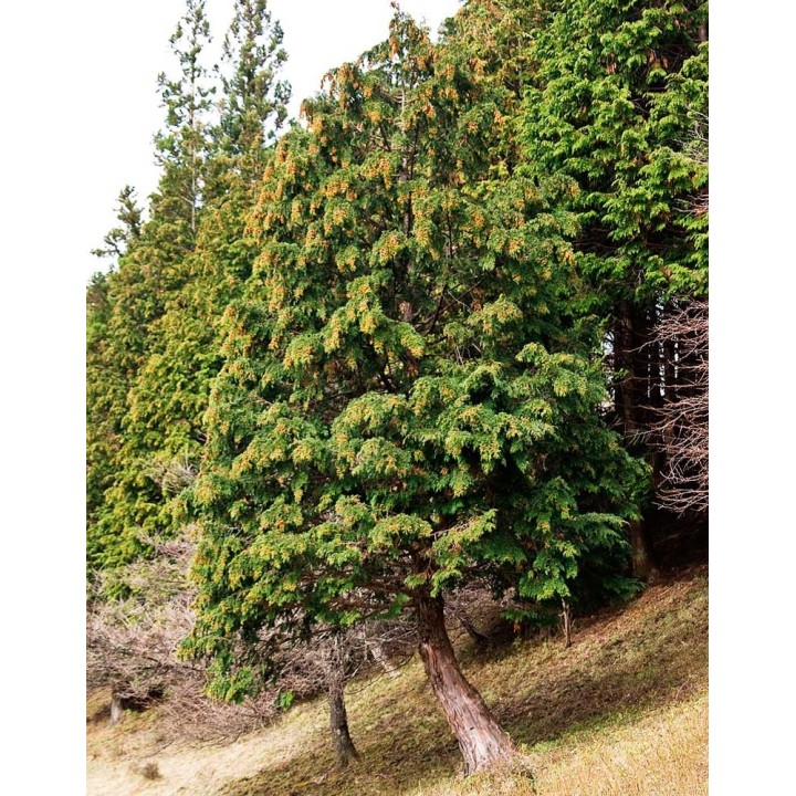 Sementes de hinoki cypress (Chamaecyparis obtusa) para bonsai
