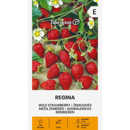 Morango silvestre Regina - Sementes