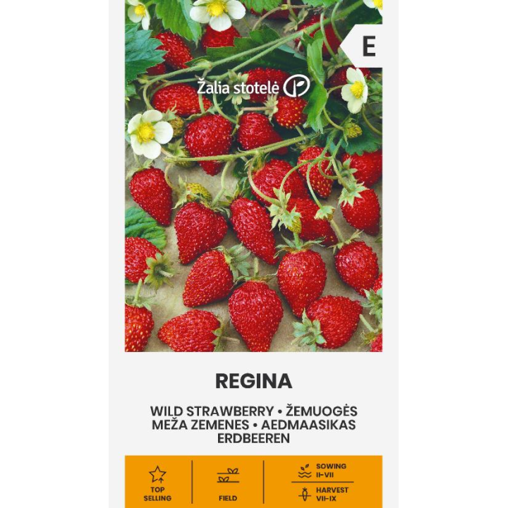 Morango silvestre Regina - Sementes