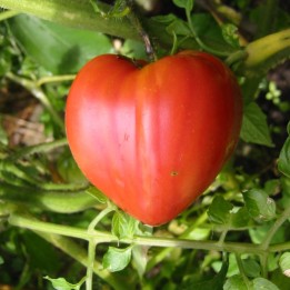 Tomate Coração de boi - Sementes