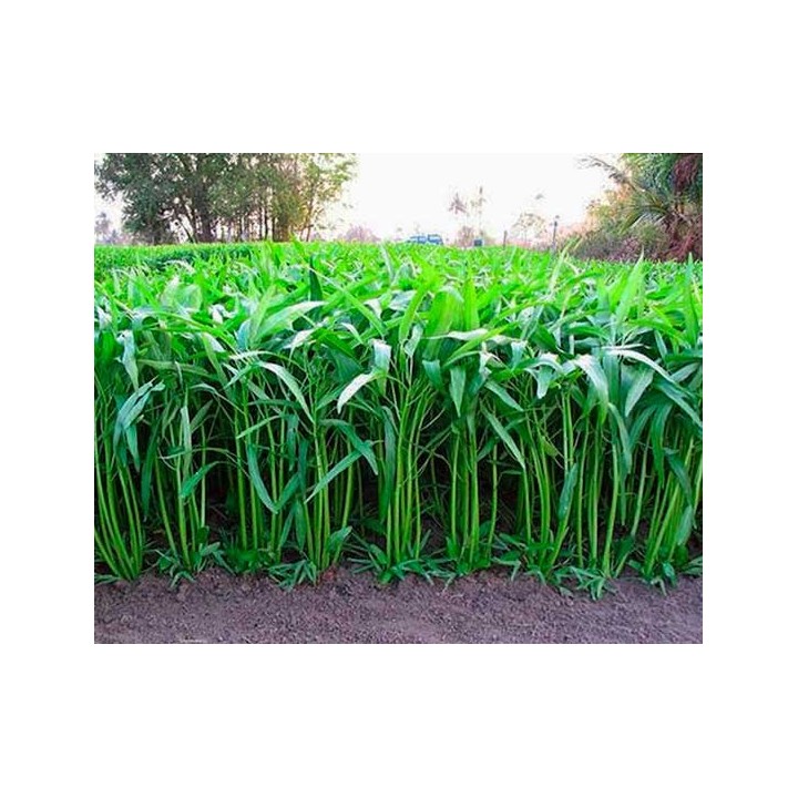Ipomoea aquatica -