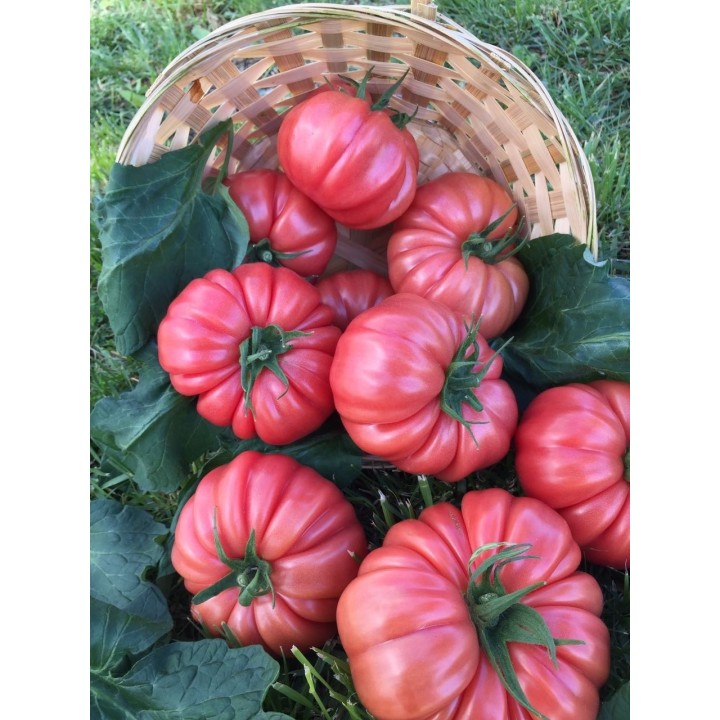 Tomate Cassarosa H - Sementes