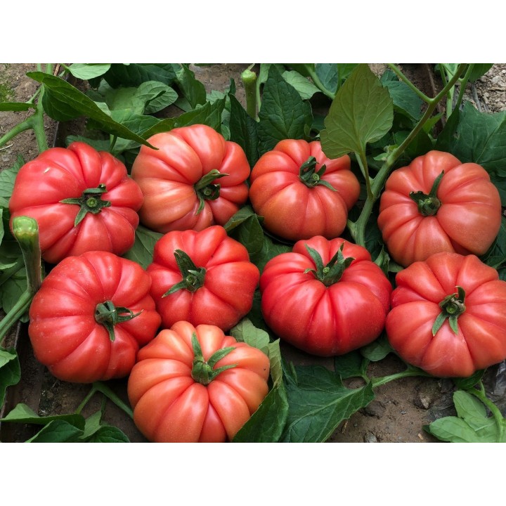 Tomate Cassarosa H - Sementes