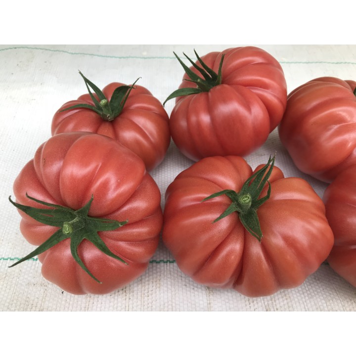 Tomate Cassarosa H - Sementes