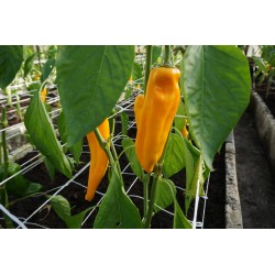 Pimento doce Astor H - Sementes