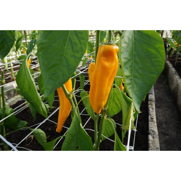 Pimento doce Astor H - Sementes