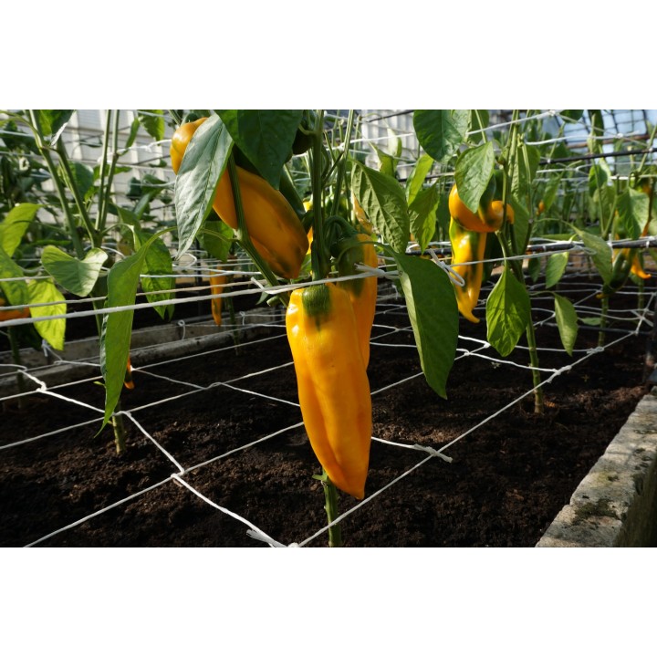 Pimento doce Astor H - Sementes