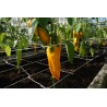 Pimento doce Astor H - Sementes