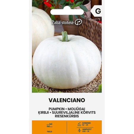 Abóbora Valenciano - Sementes