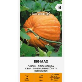Abóbora Big Max - Sementes