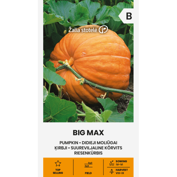 Abóbora Big Max - Sementes