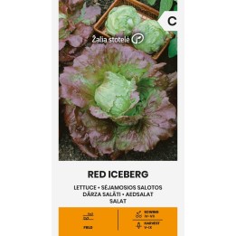 Alface Iceberg vermelha - Sementes