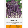 Feijão anão Amethyst - Sementes