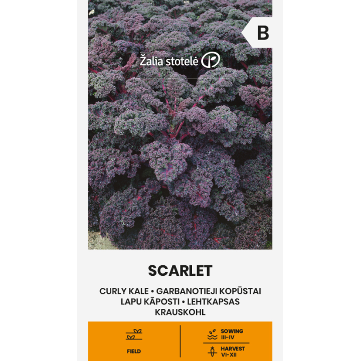 Couve frisada Scarlet - Sementes