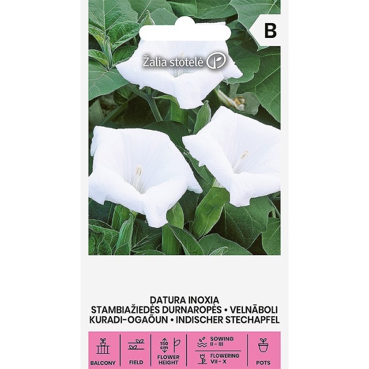 Datura inoxia - Sementes