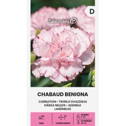 Cravo Chabaud Benigna - Sementes