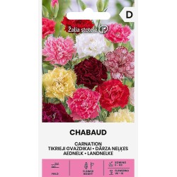 Cravo Chabaud - Sementes