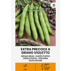 Feijão Larga Extra Precoce Violetto - Sementes
